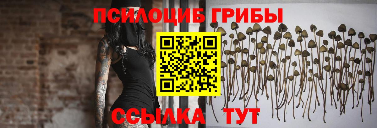 Чехов  Псилоцибиновые грибы Psilocybe  Вход с VPN 